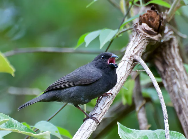 乌草雀（Asemospiza fuliginosa）