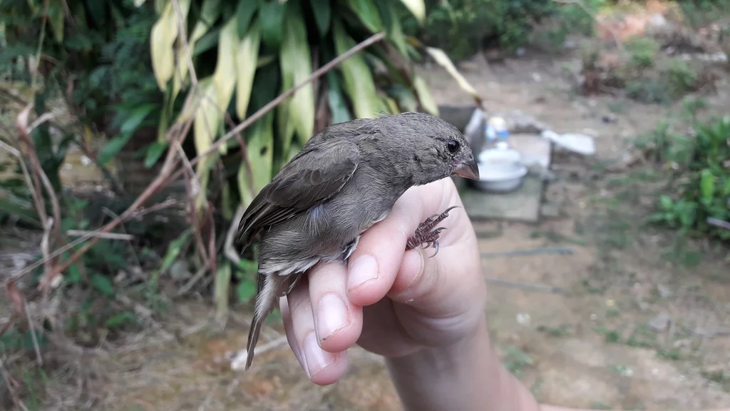 暗色草雀（Asemospiza obscura）
