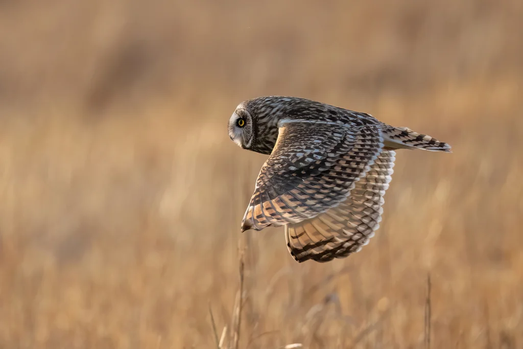 短耳鸮(Asio flammeus)