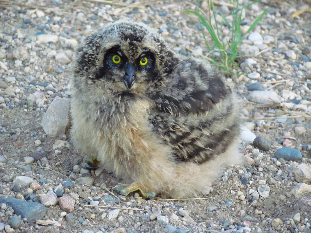 短耳鸮(Asio flammeus)