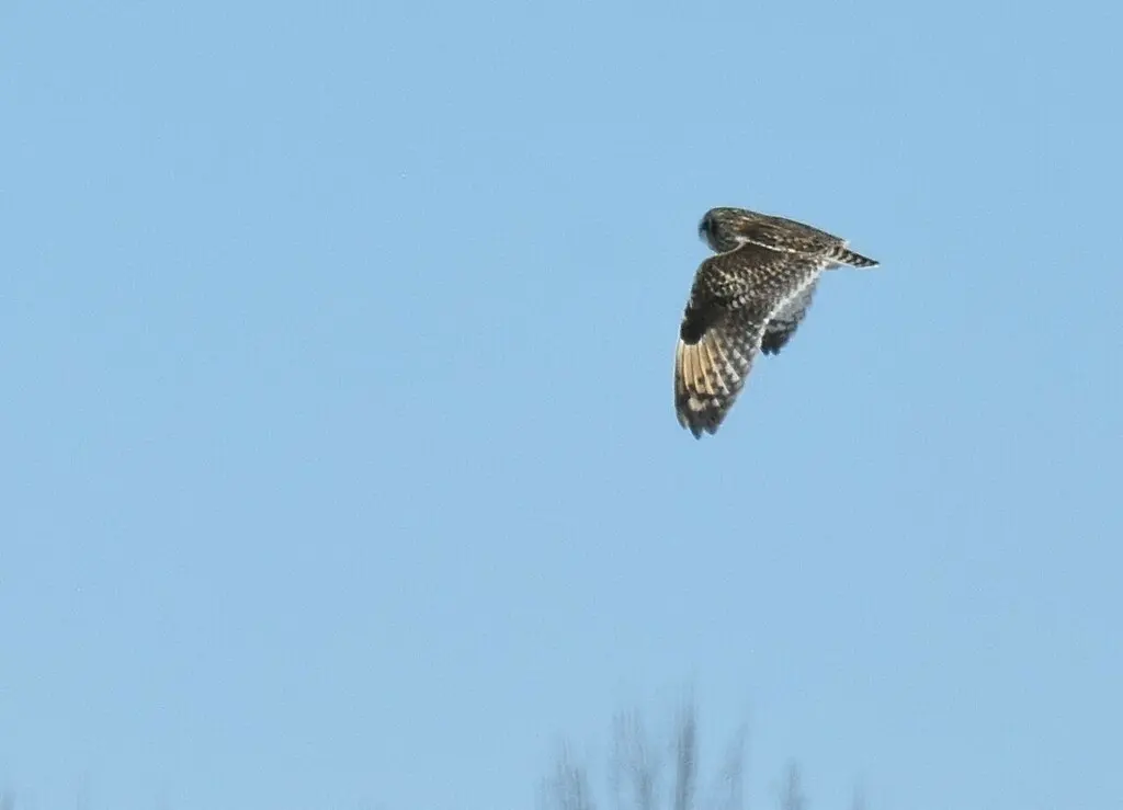 短耳鸮(Asio flammeus)