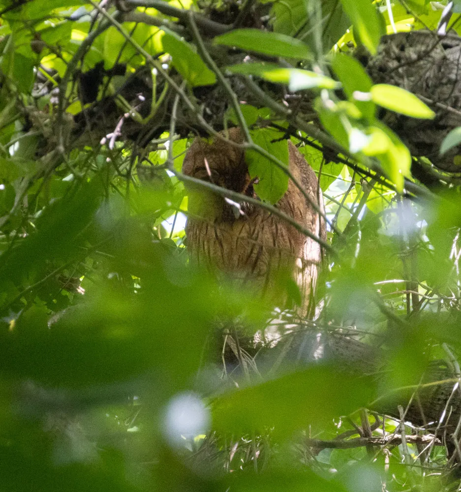 牙买加鸮(Asio grammicus)