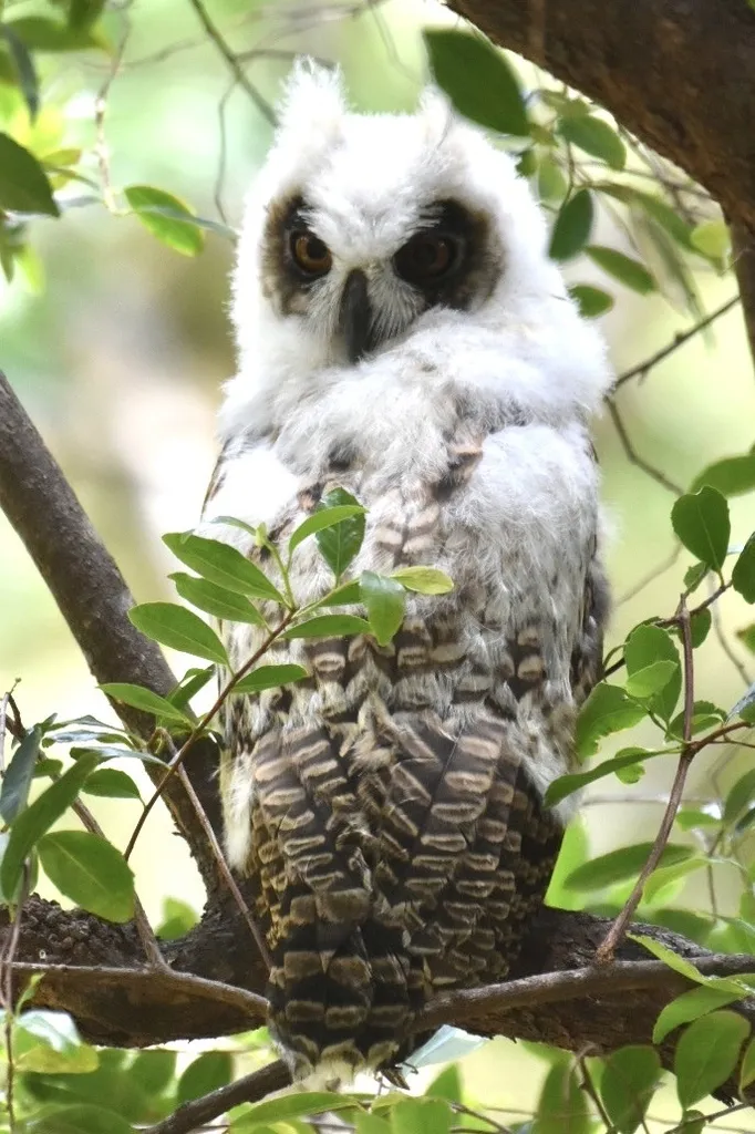 马岛长耳鸮(Asio madagascariensis)
