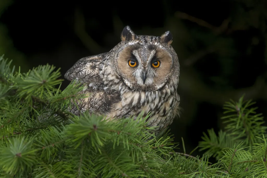 长耳鸮(Asio otus)
