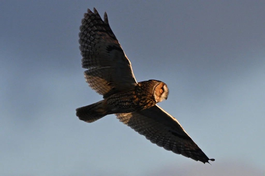 长耳鸮(Asio otus)