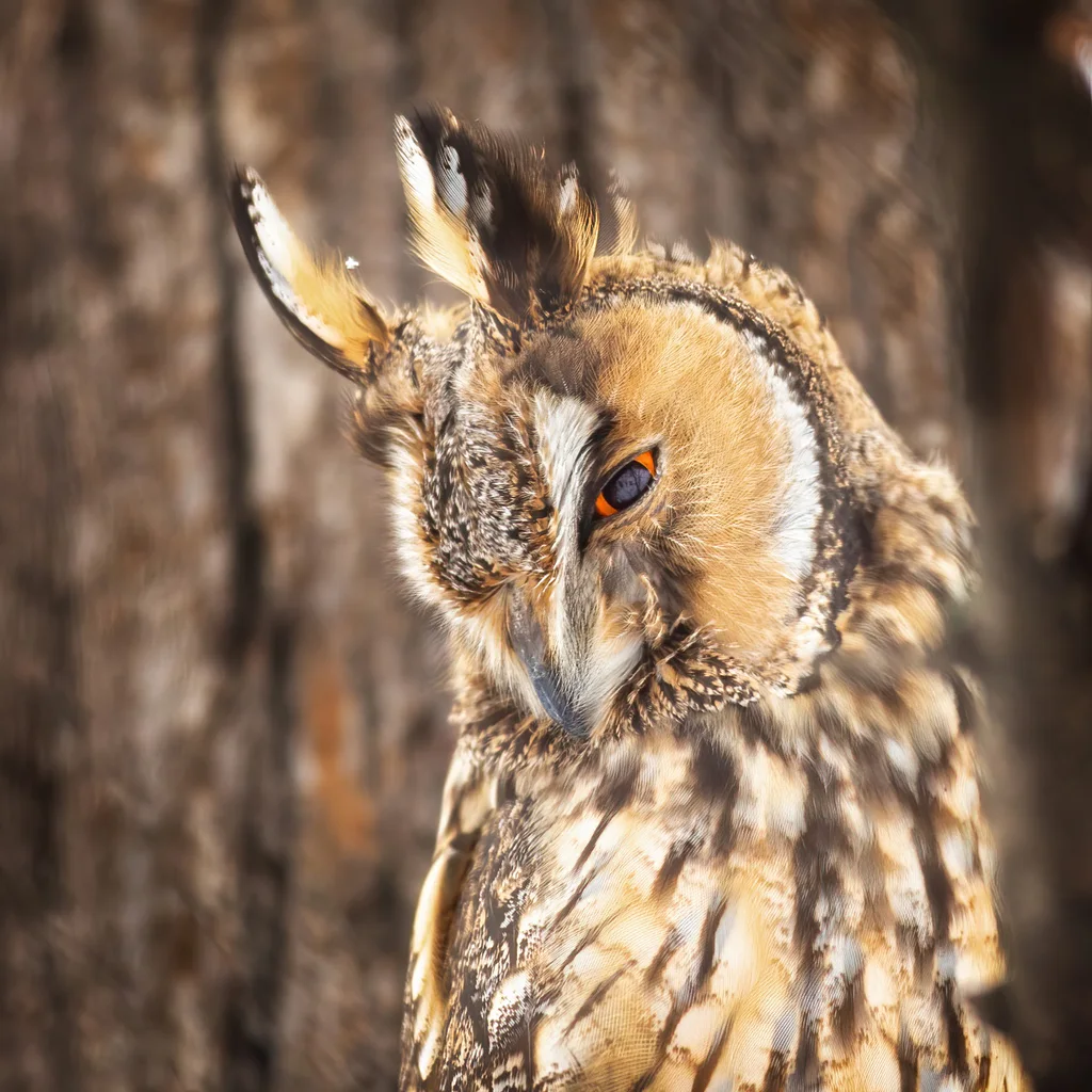 长耳鸮(Asio otus)