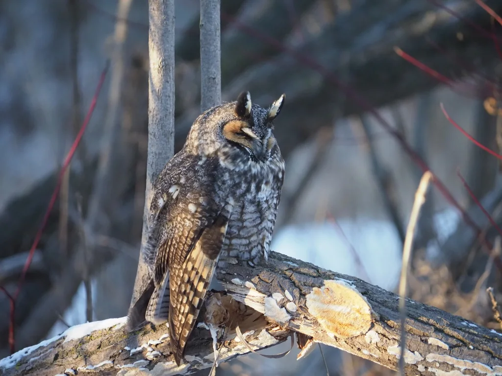 长耳鸮(Asio otus)