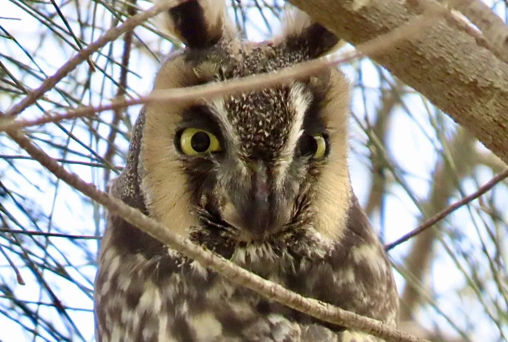 长耳鸮(Asio otus)