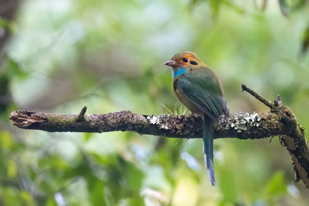 蓝喉翠鴗(Aspatha gularis)