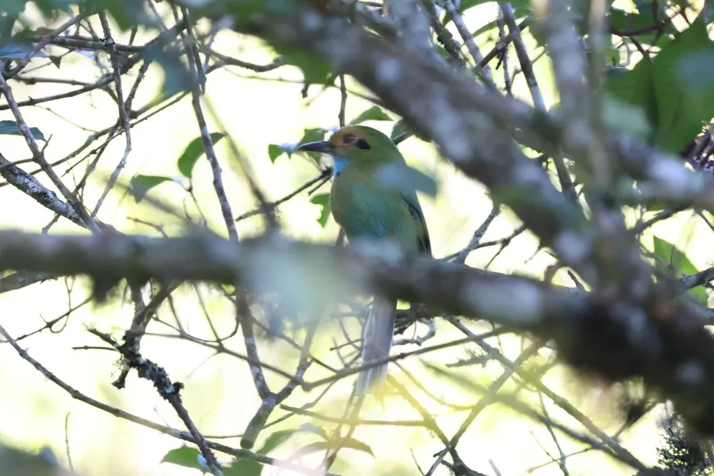 蓝喉翠鴗(Aspatha gularis)