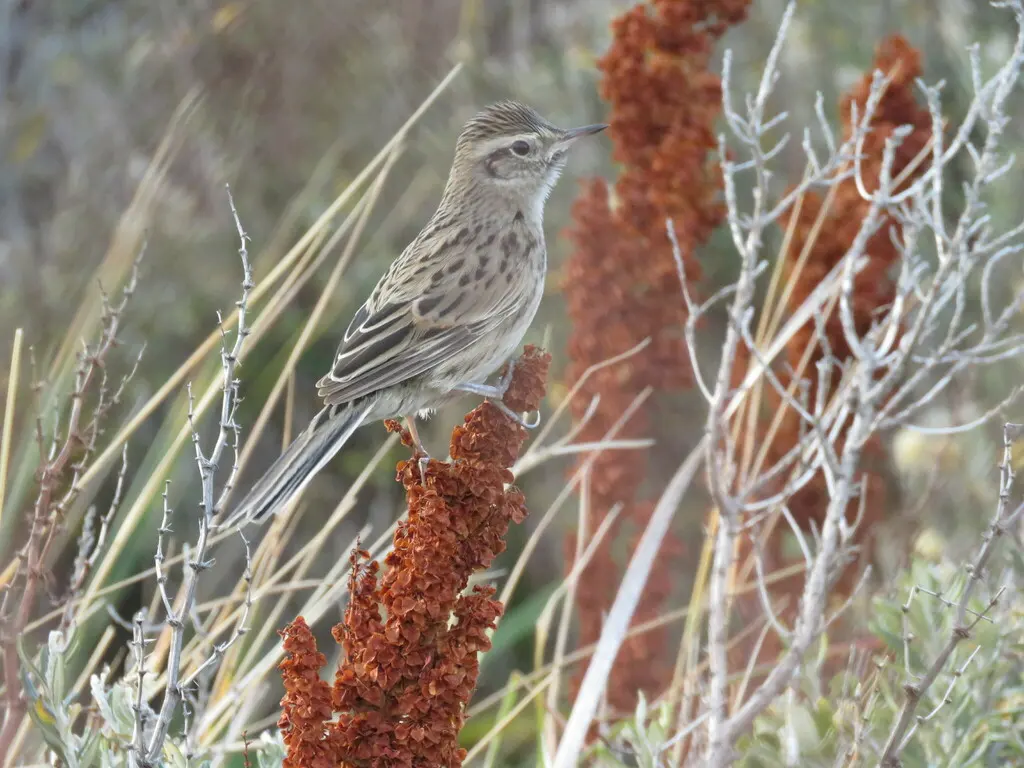 安第斯卡纳灶鸟(Asthenes anthoides)