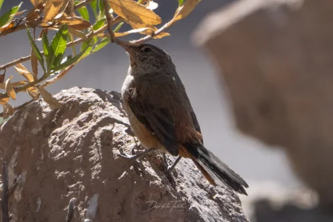 暗翅卡纳灶鸟