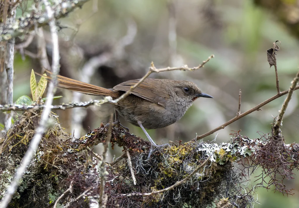 栗喉棘尾雀(Asthenes ayacuchensis)