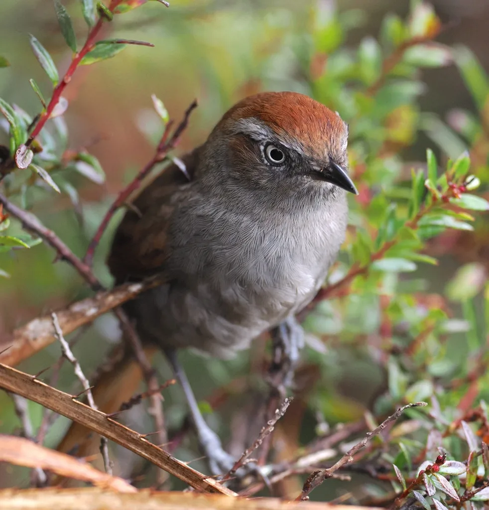 白颏棘尾雀(Asthenes fuliginosa)