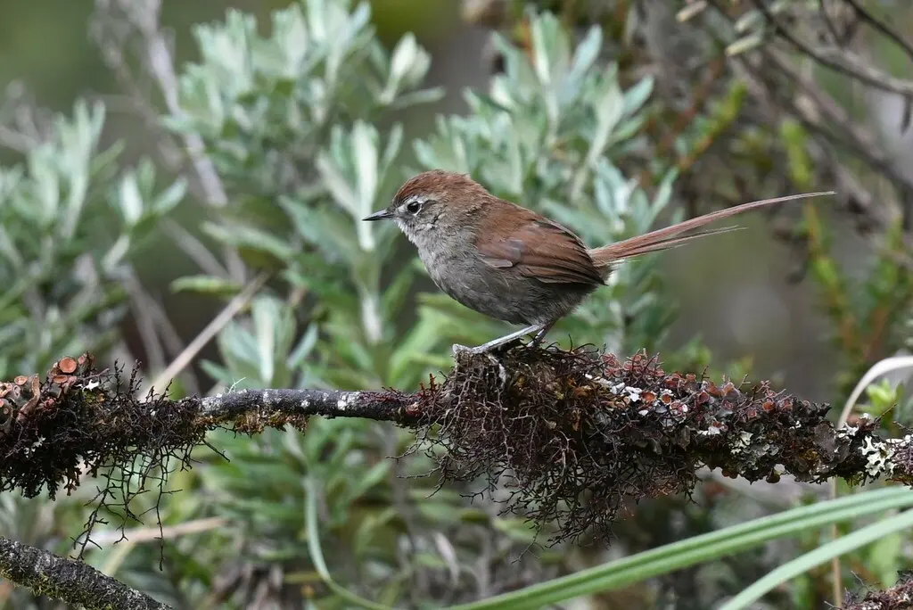 白颏棘尾雀(Asthenes fuliginosa)