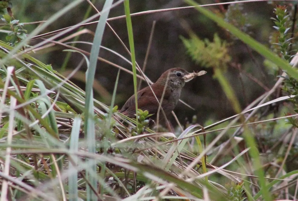 白颏棘尾雀(Asthenes fuliginosa)