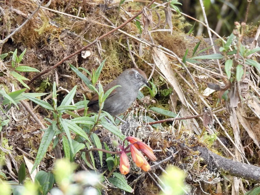 白颏棘尾雀(Asthenes fuliginosa)