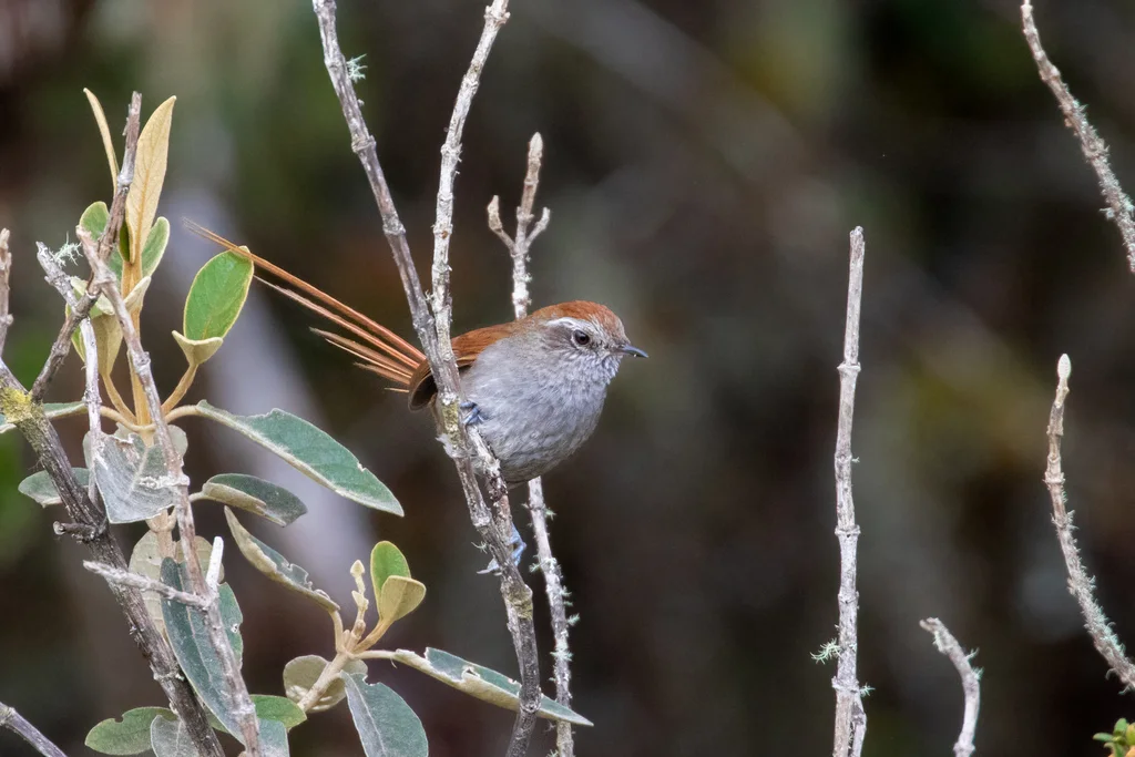 白颏棘尾雀(Asthenes fuliginosa)