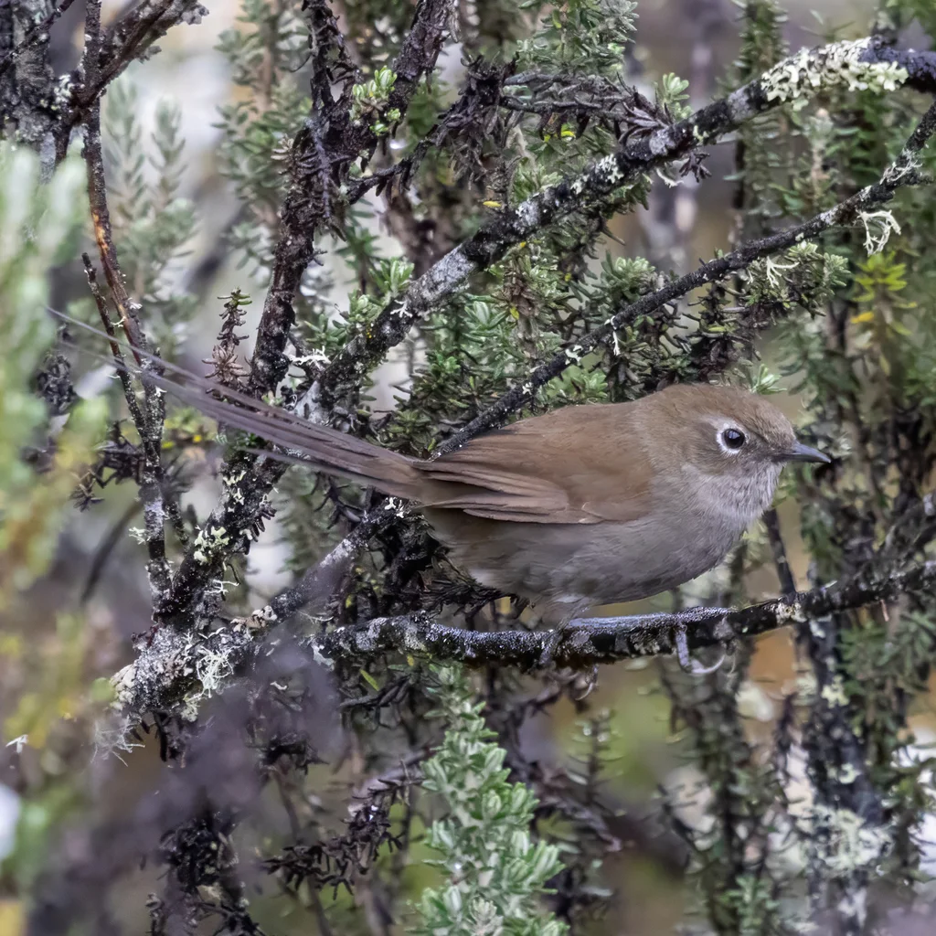 灰棘尾雀(Asthenes griseomurina)