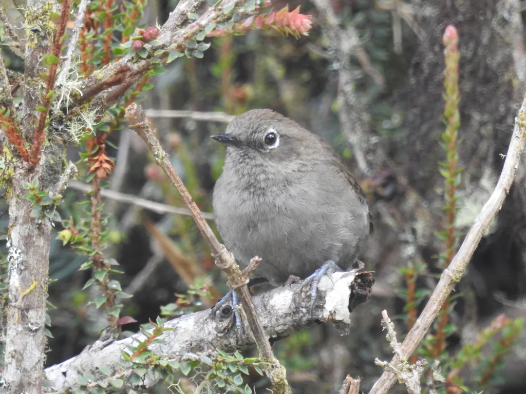 灰棘尾雀(Asthenes griseomurina)