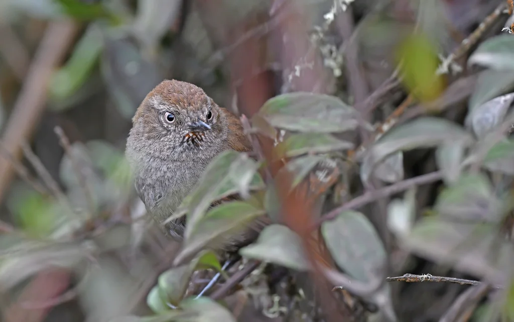 高山棘尾雀(Asthenes helleri)