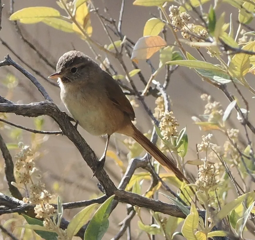 马基卡纳灶鸟（Asthenes heterura）