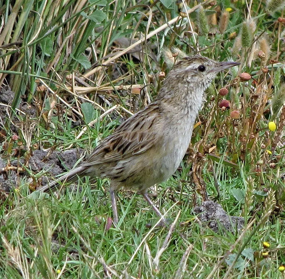 赫氏卡纳灶鸟(Asthenes hudsoni)