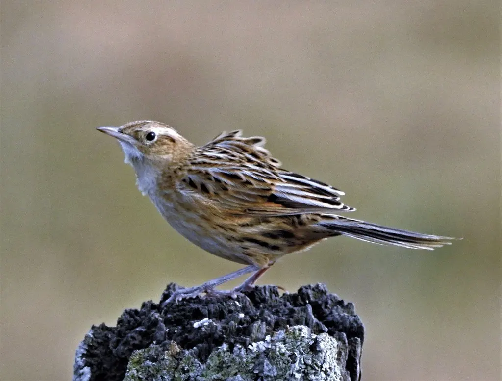 赫氏卡纳灶鸟(Asthenes hudsoni)