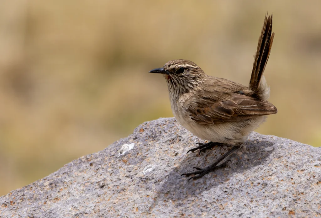 纹喉卡纳灶鸟(Asthenes humilis)