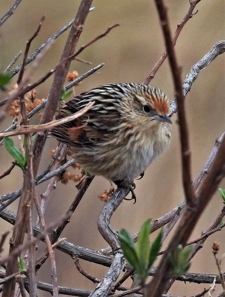 蓬尾卡纳灶鸟(Asthenes maculicauda)