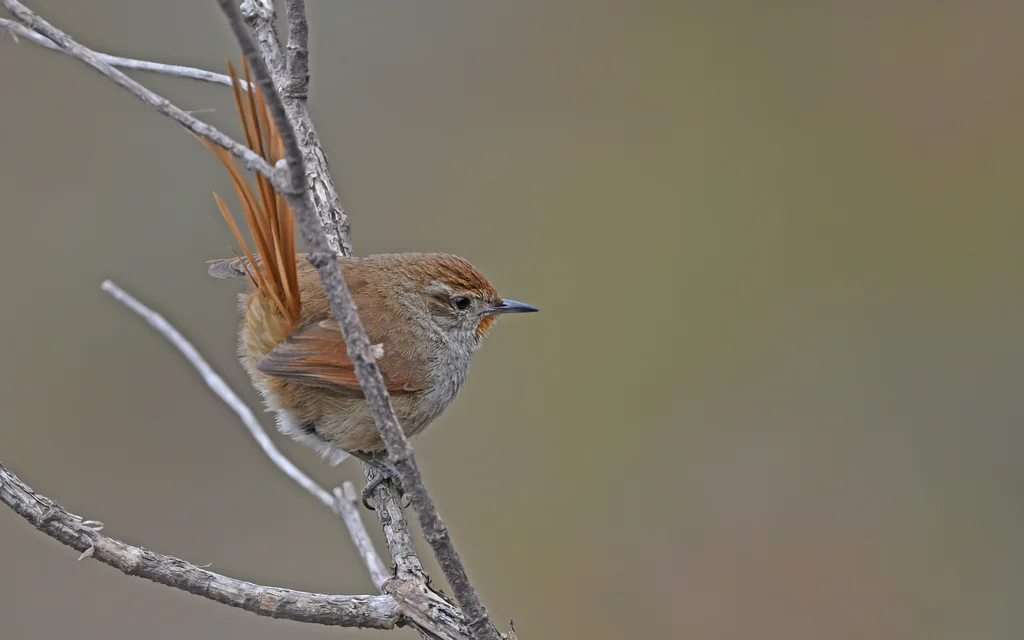锈额卡纳灶鸟(Asthenes ottonis)