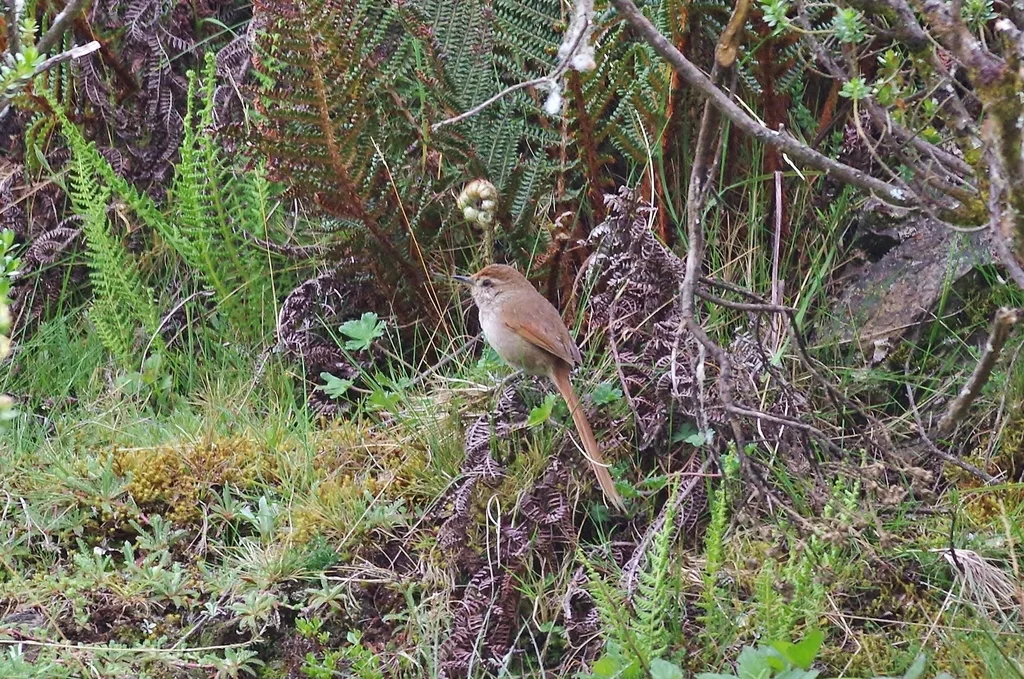 锈额卡纳灶鸟(Asthenes ottonis)
