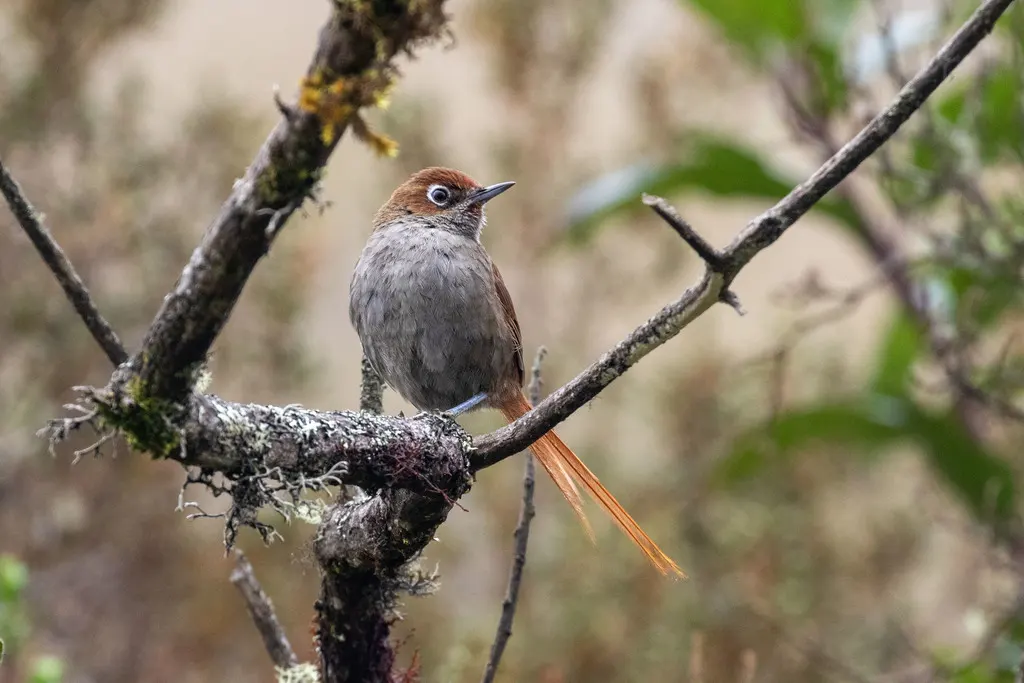 绣眼棘尾雀(Asthenes palpebralis)