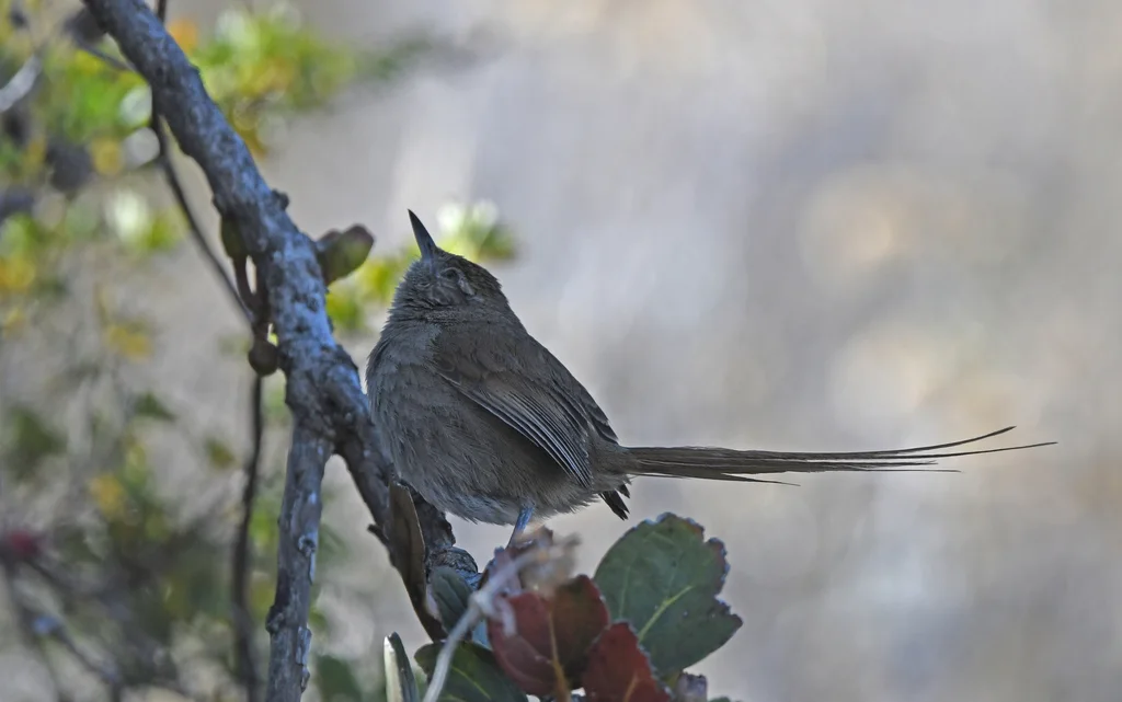 秘鲁棘尾雀(Asthenes perijana)