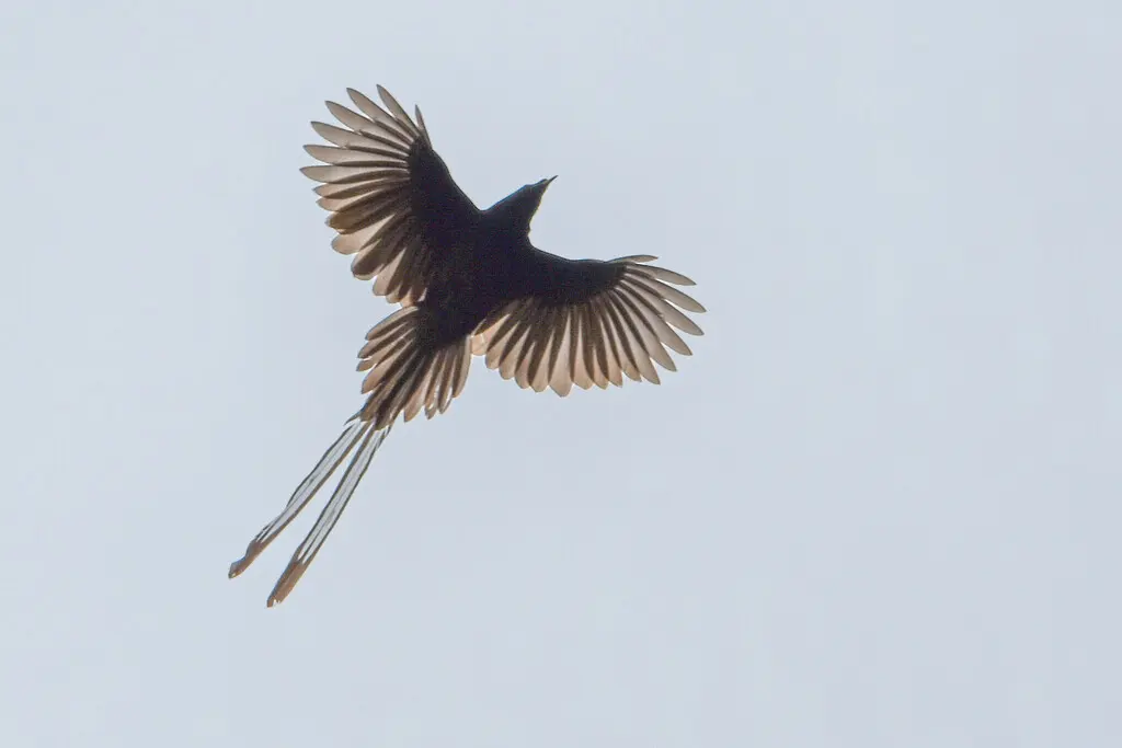 绶带长尾风鸟(Astrapia mayeri)