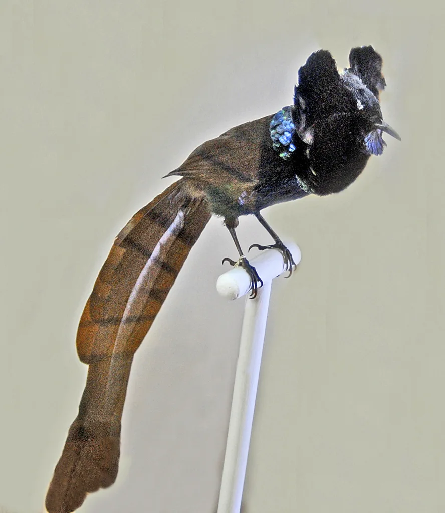 黑蓝长尾风鸟(Astrapia nigra)