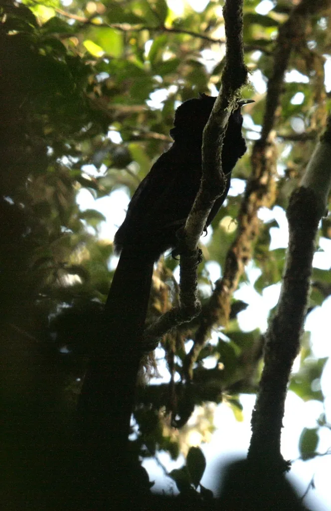 黑蓝长尾风鸟(Astrapia nigra)