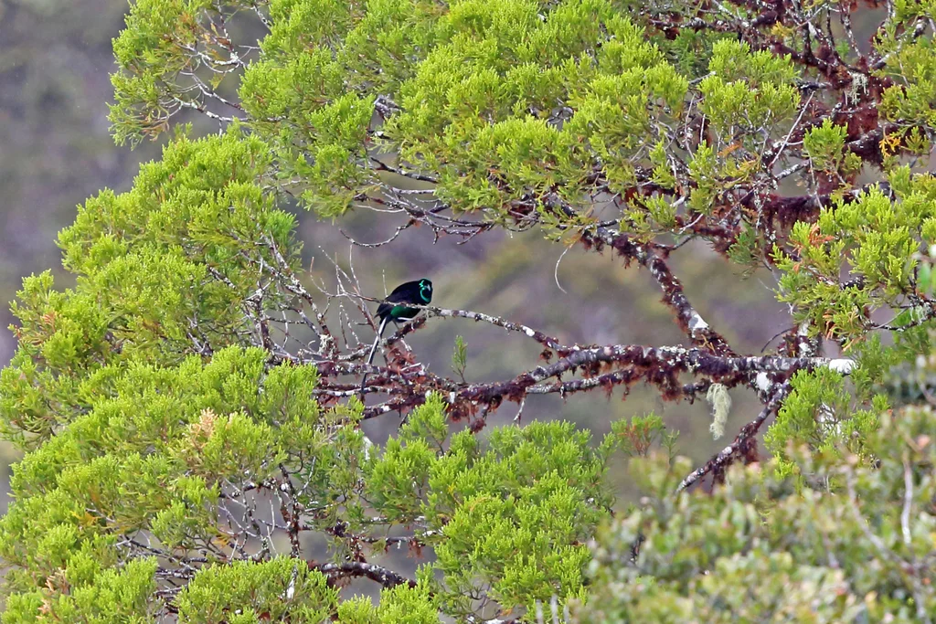 华丽长尾风鸟(Astrapia splendidissima)