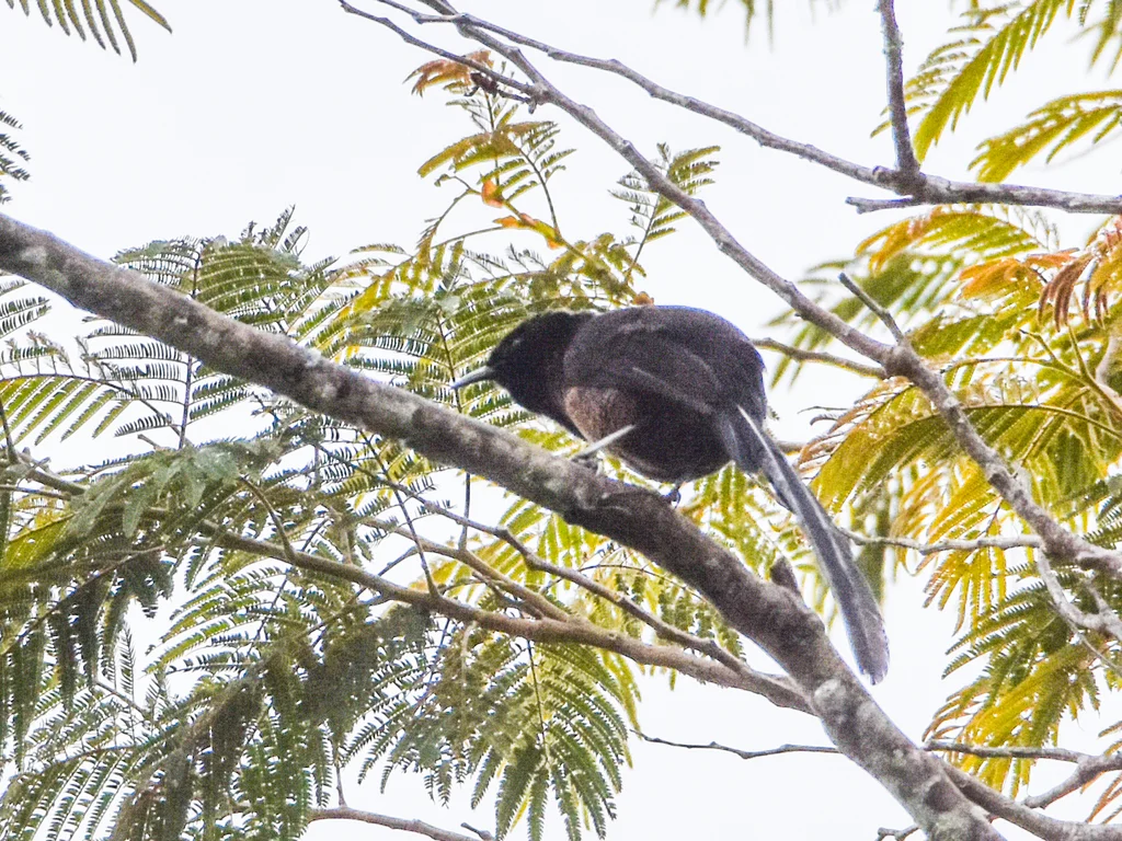 公主长尾风鸟（Astrapia stephaniae）