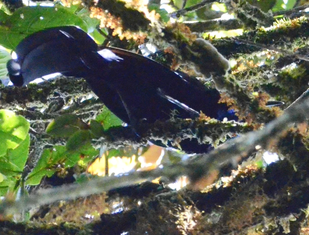 公主长尾风鸟（Astrapia stephaniae）