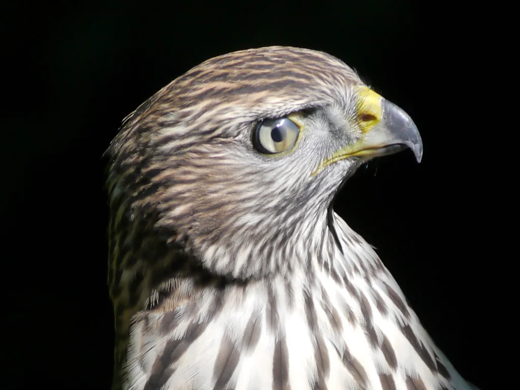美洲苍鹰（Astur atricapillus）
