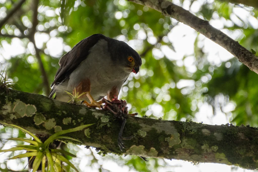 双色鹰(Astur bicolor)