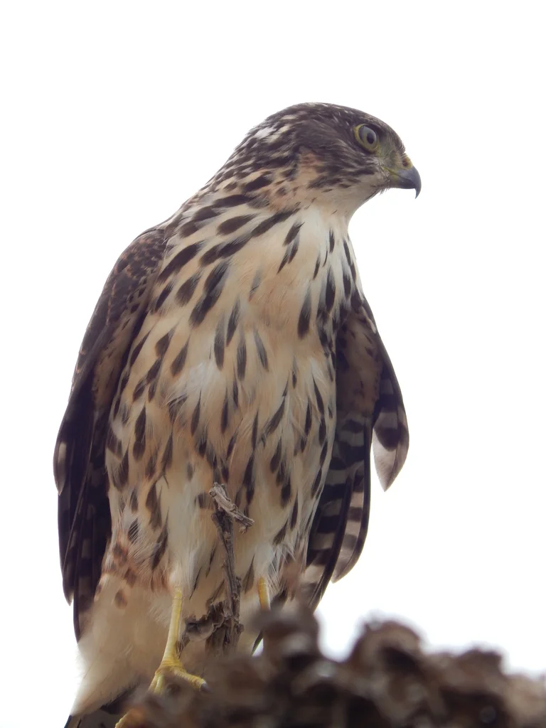 智利鹰(Astur chilensis)