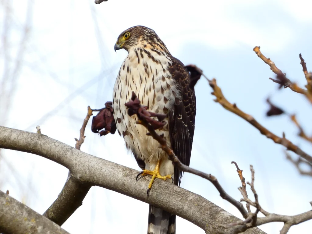 智利鹰(Astur chilensis)