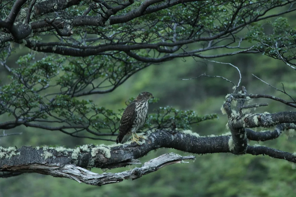 智利鹰(Astur chilensis)
