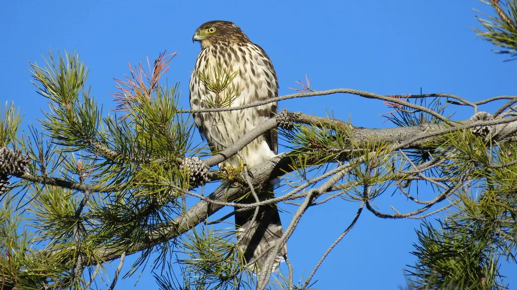 智利鹰(Astur chilensis)