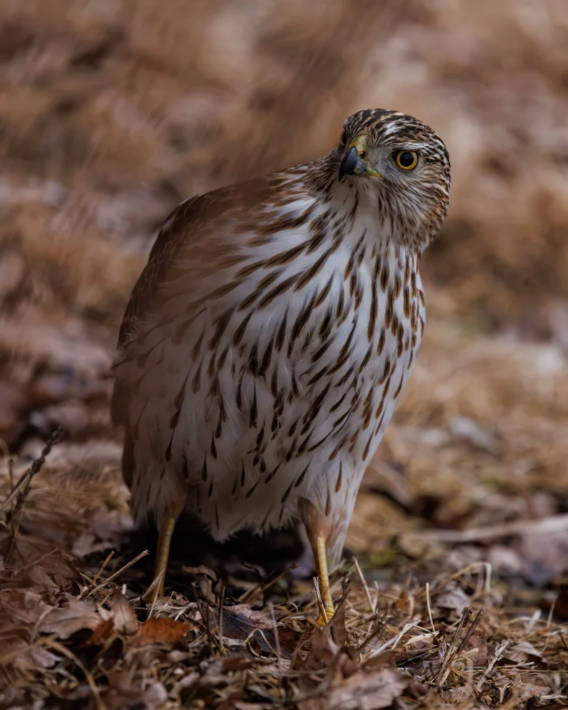 库氏鹰(Astur cooperii)