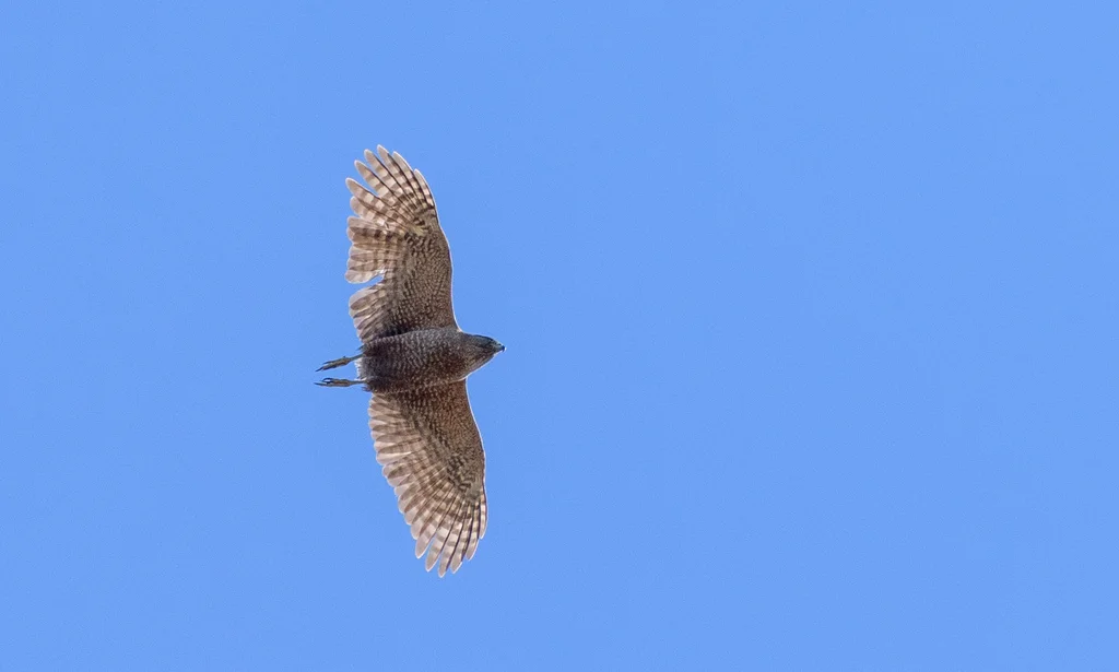 库氏鹰(Astur cooperii)