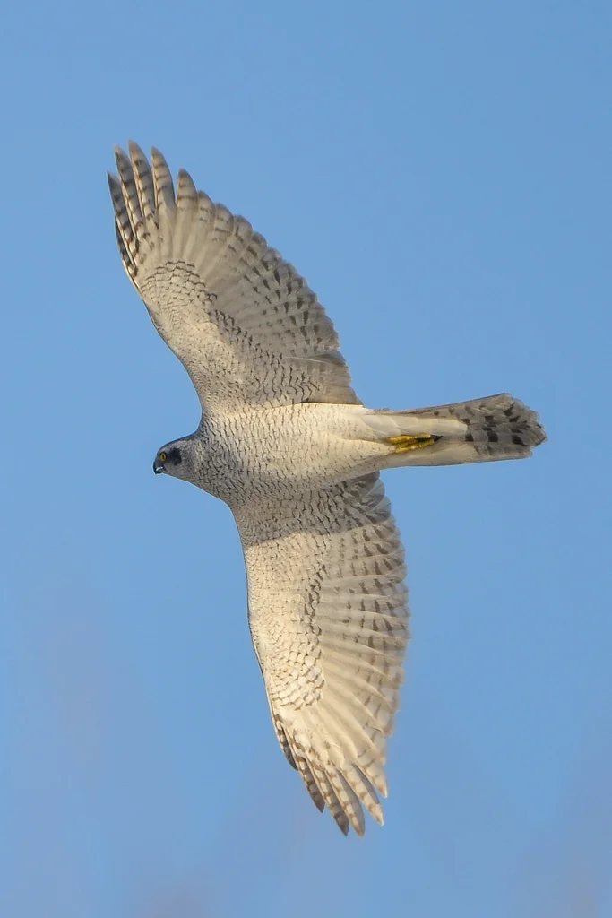 苍鹰(Astur gentilis)