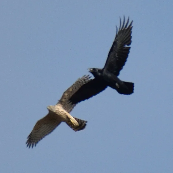 苍鹰(Astur gentilis)